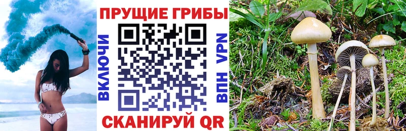 Купить где  Медногорск  Галлюциногенные грибы Magic Shrooms 